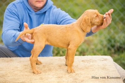 Drahthaarige Magyar Vizsla Welpen, Ungarische Vizsla Welpen - Rüde