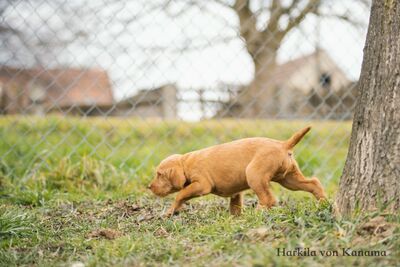 Drahthaarige Magyar Vizsla Welpen, Ungarische Vizsla Welpen - Rüde