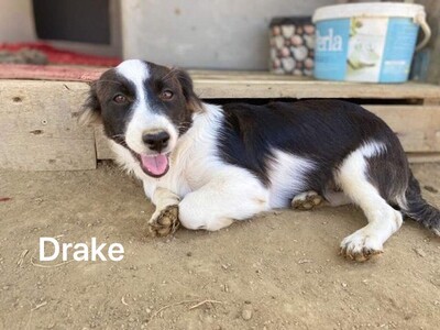 Drake - Hübscher Mischlingswelpe, ca. 5 Monate/7kg, Mischling Welpen - Rüde