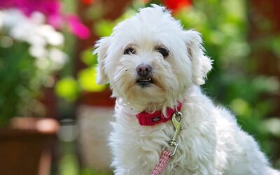 Drasche, Mischling - Hündin