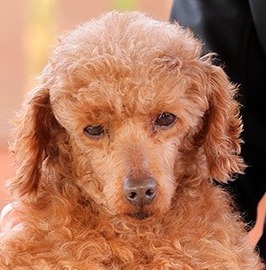 Dream, Zwergpudel - Rüde