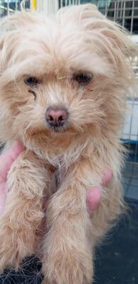 „Dringend: Kleine Shakira sucht ein warmes Plätzchen zum Kuscheln.“, Mischling - Hündin