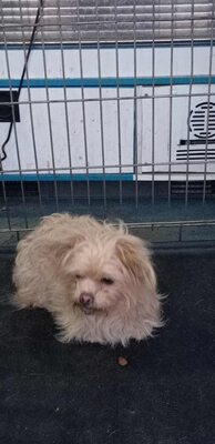 „Dringend: Kleine Shakira sucht ein warmes, ruhiges Plätzchen.“, Mischling - Hündin