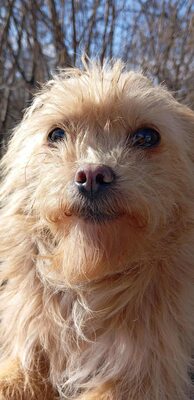 „Dringend: Kleine Shakira sucht ein warmes, ruhiges Plätzchen.“, Mischling - Hündin