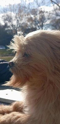 „Dringend: Kleine Shakira sucht ein warmes, ruhiges Plätzchen.“, Mischling - Hündin