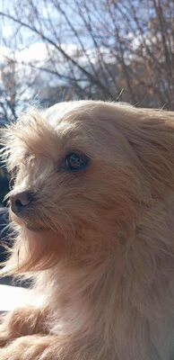 „Dringend: Kleine Shakira sucht ein warmes, ruhiges Plätzchen.“, Mischling - Hündin