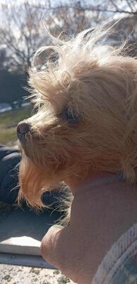 „Dringend: Kleine Shakira sucht ein warmes, ruhiges Plätzchen.“, Mischling - Hündin