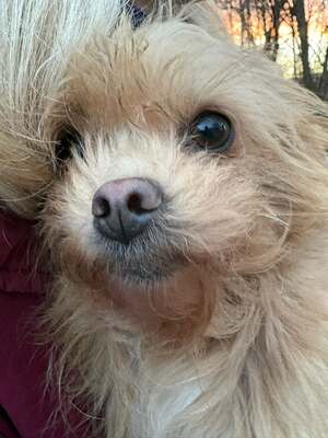 „Dringend: Kleine Shakira sucht ein warmes, ruhiges Plätzchen.“, Mischling - Hündin