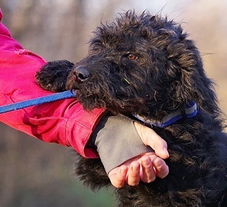 Duffy, Pumi-Mix Welpen - Rüde