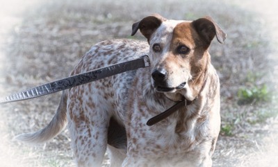 Duke - ein Schatz mit Handicap, Mischling - Rüde