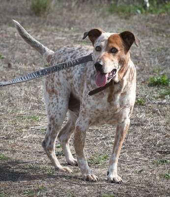 Duke - ein Schatz mit Handicap, Mischling - Rüde