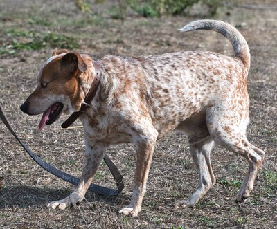 Duke - ein Schatz mit Handicap, Mischling - Rüde