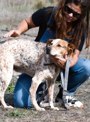 Duke - ein Schatz mit Handycap, Mischling - Rüde