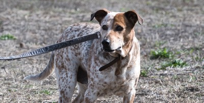 Duke - ein Schatz mit Handycap, Mischling - Rüde