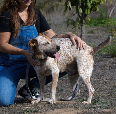 Duke - ein Schatz mit Handycap, Mischling - Rüde