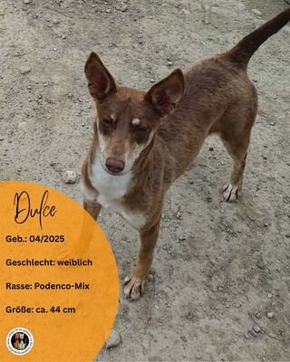 Dulce
