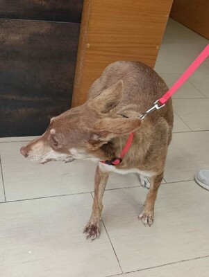 Dulce, Podenco-Mischling - Hündin
