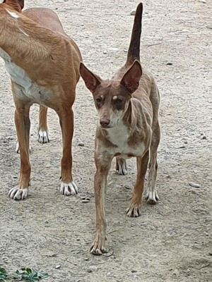 Dulce, Podenco-Mischling - Hündin