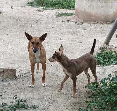 Dulce, Podenco-Mischling - Hündin