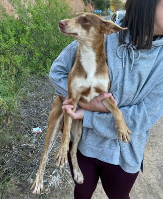 Dulce, Podenco-Mischling - Hündin