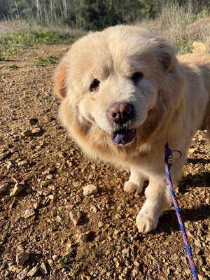 Duna, Chow-Chow - Hündin