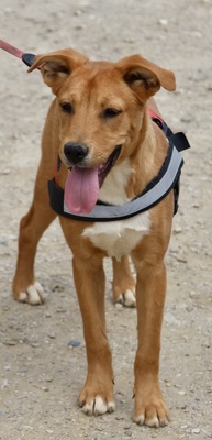 Duna, Mix - Hündin