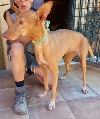 Duna, Podenco Andaluz - Hündin