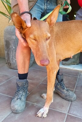 Duna, Podenco Andaluz - Hündin