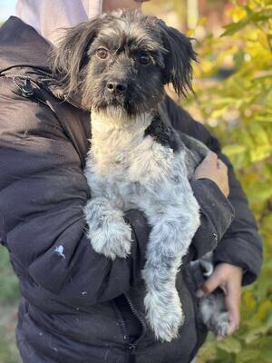 Dunja, Mischling - Hündin