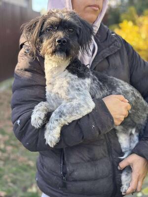 Dunja, Mischling - Hündin