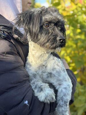 Dunja, Mischling - Hündin