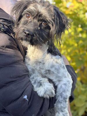 Dunja, Mischling - Hündin