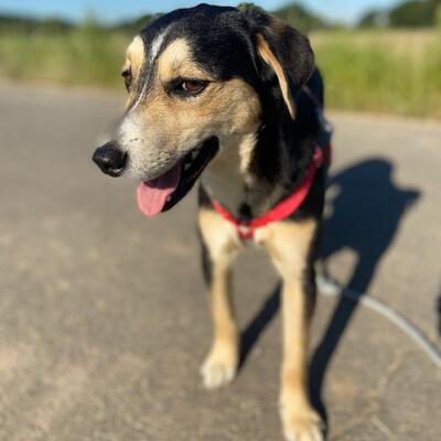 Dusty, Mischling - Rüde