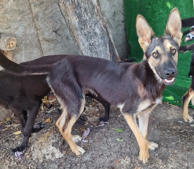 Dylan, Schäferhund - Mix - Rüde 1