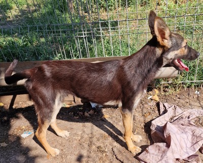 Dylan, Schäferhund - Mix - Rüde