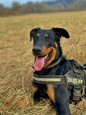 Dyrroth junger Beauceron Rüde sucht sein Zuhause, Beauceron - Rüde