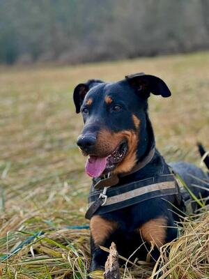 Dyrroth junger Beauceron Rüde sucht sein Zuhause, Beauceron - Rüde