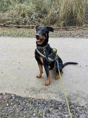 Dyrroth junger Beauceron Rüde sucht sein Zuhause, Beauceron - Rüde