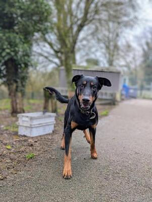 Dyrroth junger Beauceron Rüde sucht sein Zuhause, Beauceron - Rüde