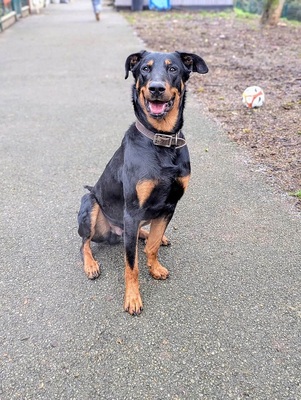 Dyrroth junger Beauceron Rüde sucht sein Zuhause, Beauceron - Rüde