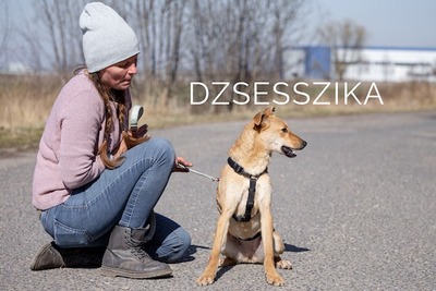 Dzsesszika - Fröhliche Hündin, ca. 1 Jahr, Mischling - Hündin