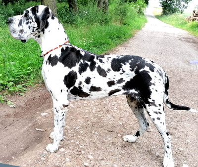 E-Wurf, Namen können noch ausgesucht werden, Deutsche Dogge Welpen - Rüde