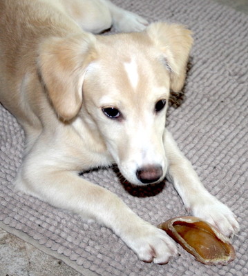 EBINA Welpenmädchen, Mischling - Hündin