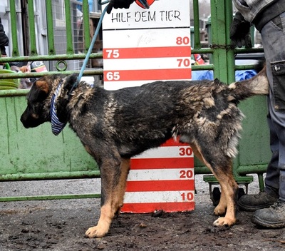 EBONG, Mischling - Rüde