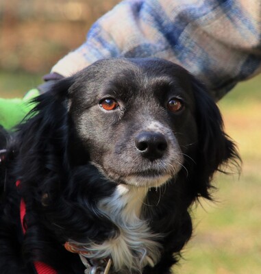 EDUARD, Spanielmischling - Rüde