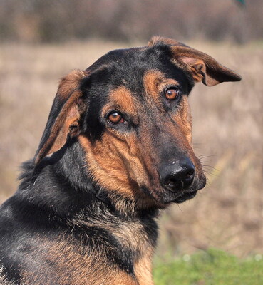 EGON - sehr freundlich und lebenslustig, verschmust, neugierig, lebhaft, gelehrig