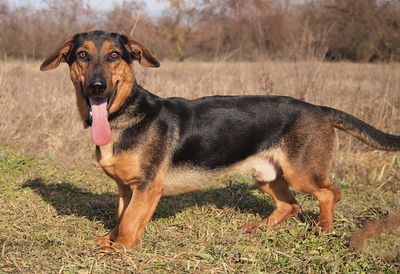 EGON - sehr freundlich und lebenslustig, verschmust, neugierig, lebhaft, gelehrig, Mischling (Video auf HP) - Rüde