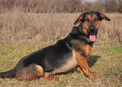 EGON - sehr freundlich und lebenslustig, verschmust, neugierig, lebhaft, gelehrig, Mischling (Video auf HP) - Rüde