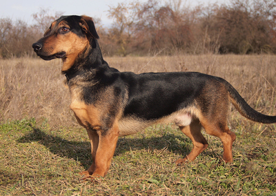EGON - sehr freundlich und lebenslustig, verschmust, neugierig, lebhaft, gelehrig, Mischling (Video auf HP) - Rüde