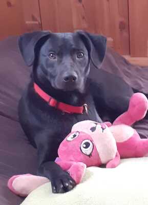 ELAN, Pinscher-Labimix - Rüde